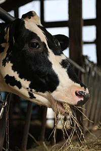 阿賀野市神田酪農