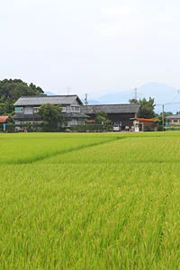 阿賀野市神田酪農