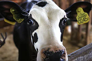 阿賀野市神田酪農