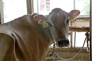 阿賀野市神田酪農