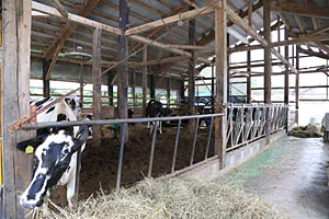 阿賀野市神田酪農