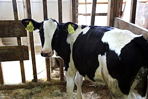 阿賀野市神田酪農