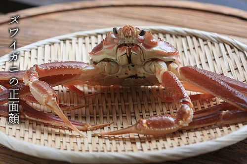 ズワイガニの正面顔