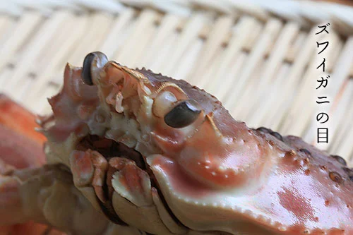 ズワイガニの目