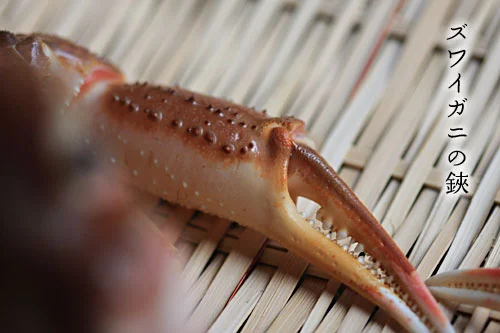 新潟の蟹のハサミ