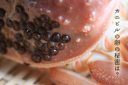 カニビルの卵のヒミツは