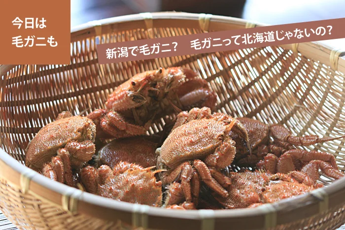 新潟で毛ガニ？