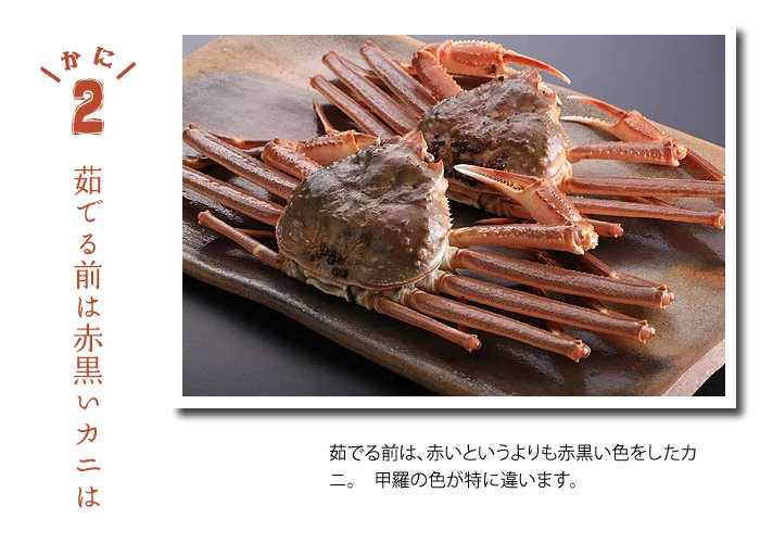 茹でる前は赤黒いのが本ズワイガニ