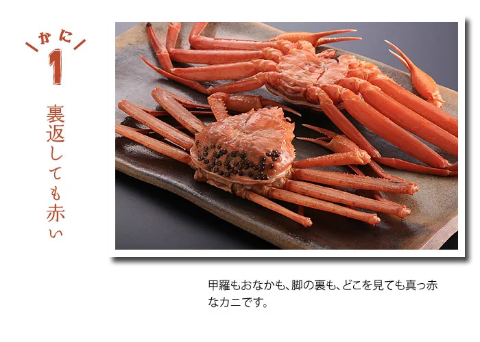 裏返しても赤いのがベニズワイガニ