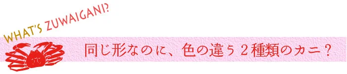 ズワイガニと紅ズワイガニの違い