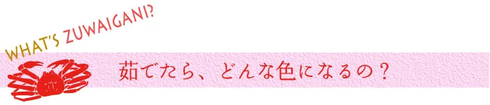 ズワイガニは茹でたらどんな色になるの