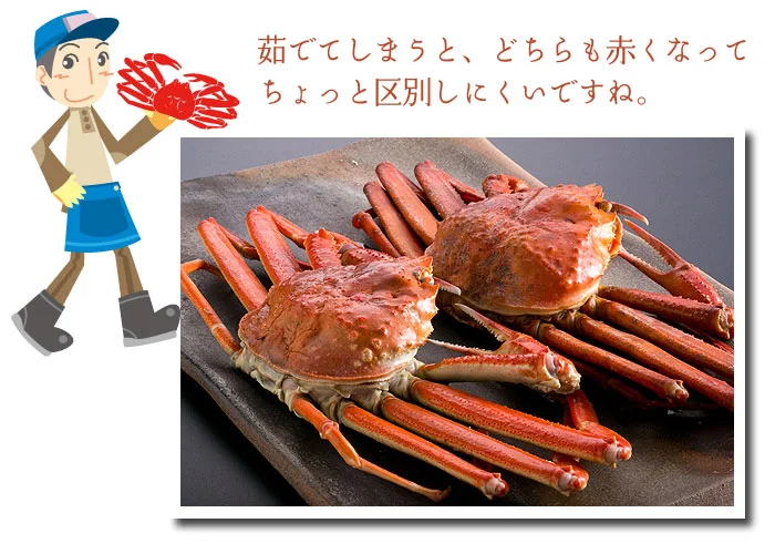 スワイガニとベニスワイガニは、茹でると区別しにくくなる