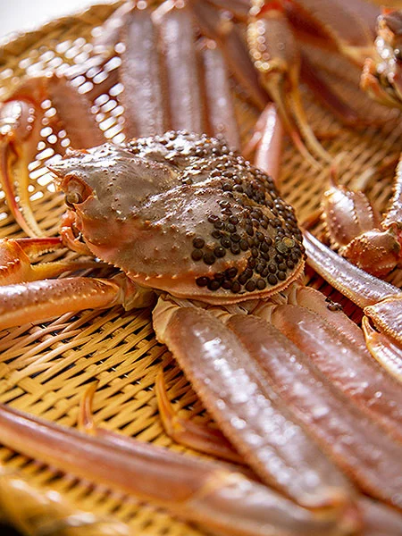 冬の本ズワイガニ