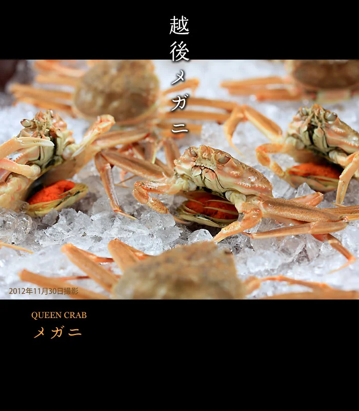 新潟のメガニ