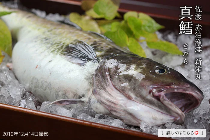 佐渡の真鱈