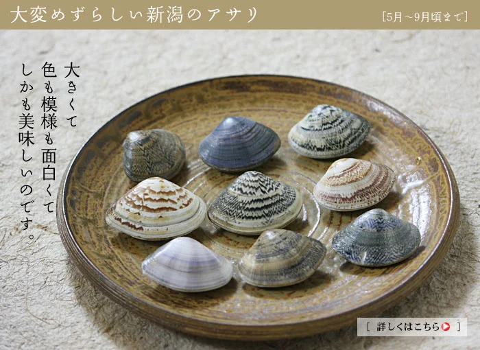 大変めずらしい新潟の浅利