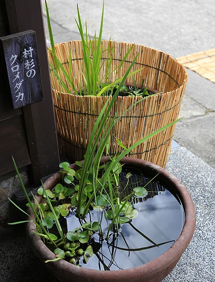メダカと人と猫のなかよし生活