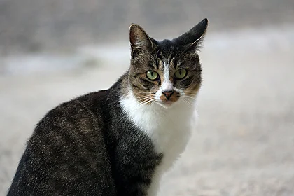 村杉温泉でのんびり暮らす猫たち