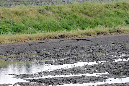 角屋農園の水田の土