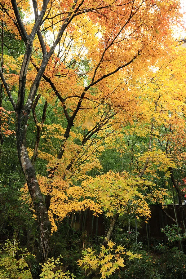 露天風呂からもみじが見える温泉旅館