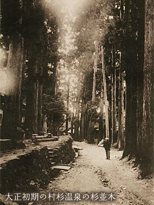 大正初期の村杉温泉の杉並木