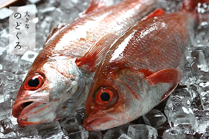 新潟佐渡のどぐろ 旬は夏