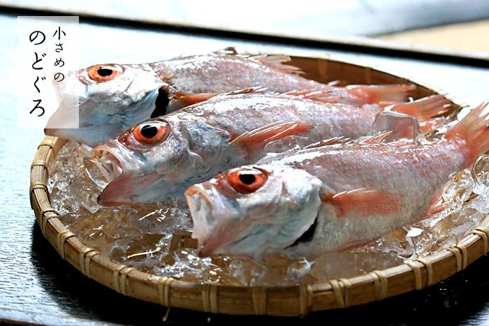 小さめののどぐろ　ノドグロ　アカムツ