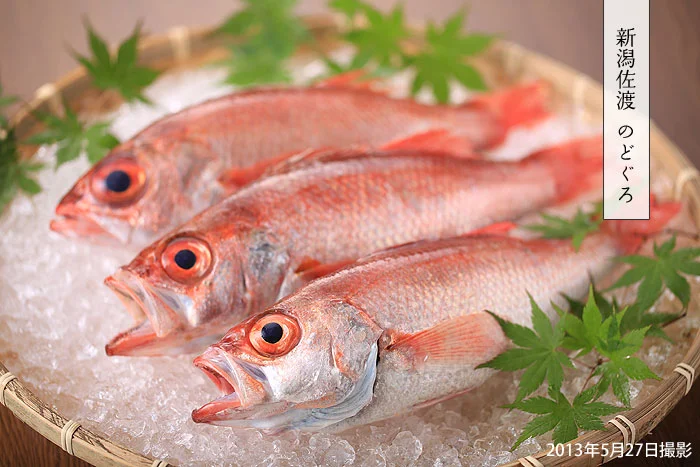 のどぐろ　新潟佐渡　ノドグロ　アカムツ