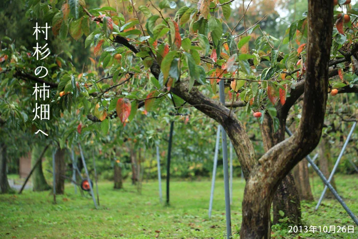 おけさ柿の畑へ散歩しよう