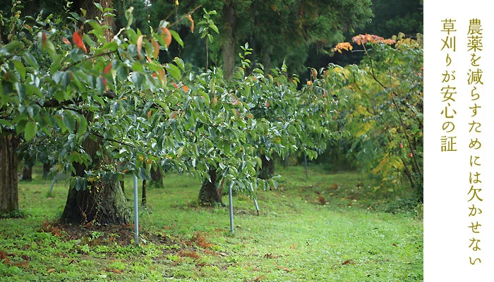 除草剤を使わない柿栽培
