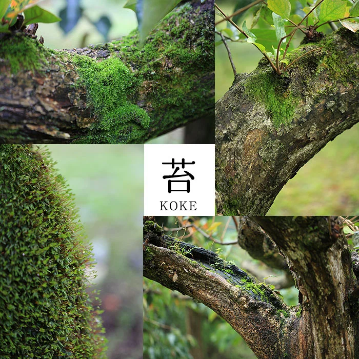 おけさ柿の古木についている苔