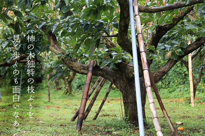 おけさ柿の古木を見て歩く