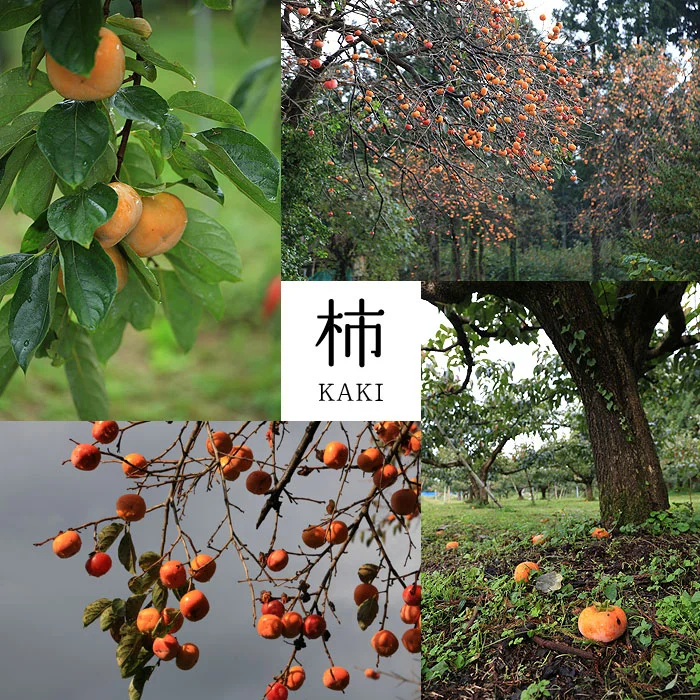 いろいろな柿の写真