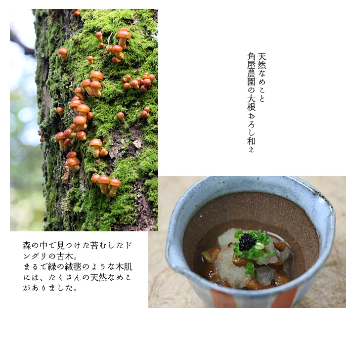 おまかせコース+ステーキ料理5