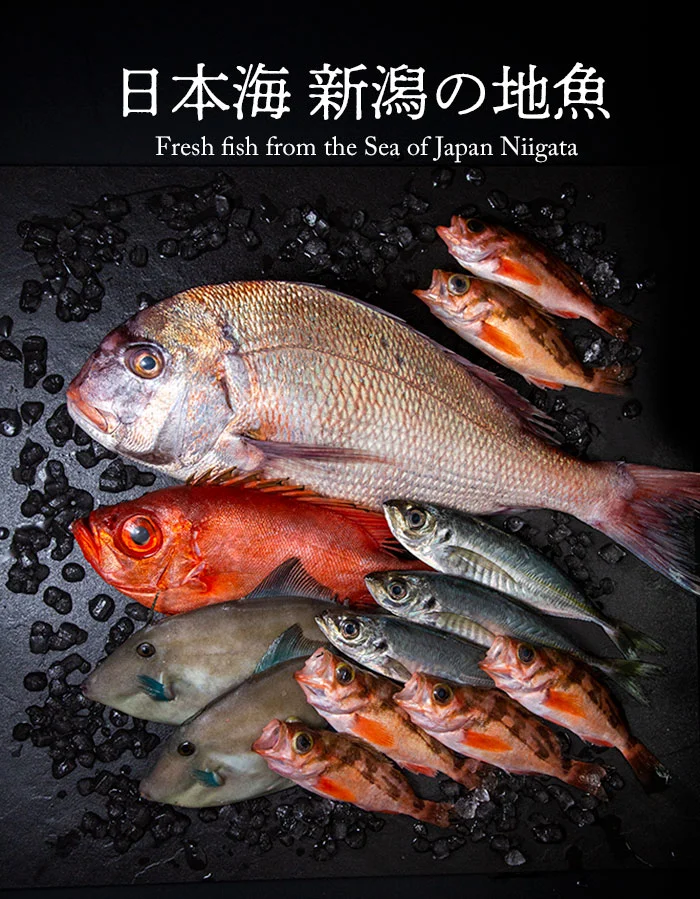 佐渡沖の地魚がうまい 海の幸コース