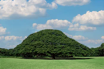 モンキーポッドのテーブル