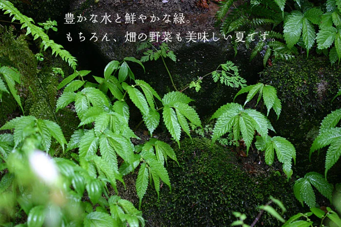 青もみじの木漏れ日