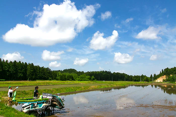 角屋農園の田植え風景
