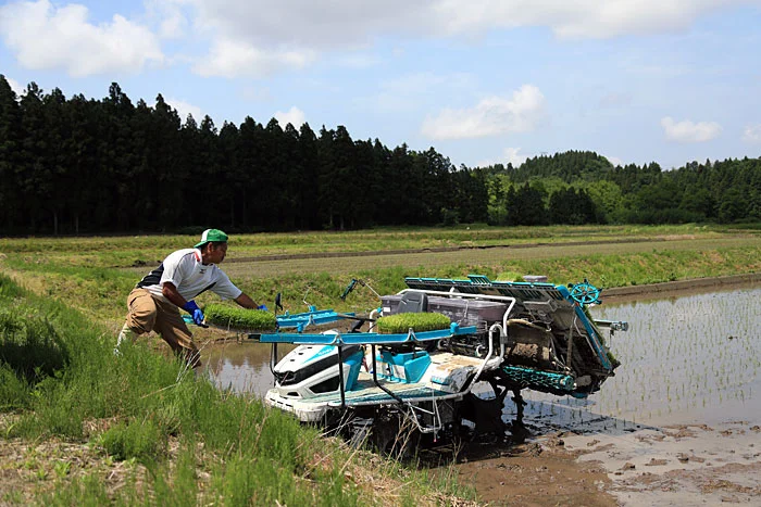 新潟のおいしいお米