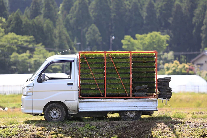 おいしいコシヒカリの苗