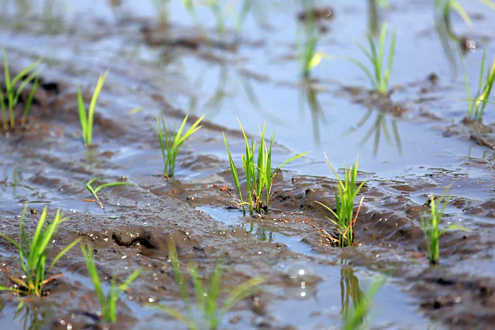 減農薬米の田植え