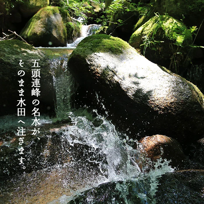 五頭連峰の名水がそのまま水田へ注ぎます