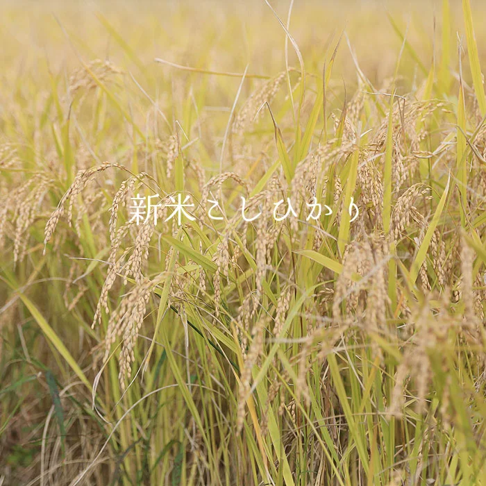 新米コシヒカリを食べに行こう！