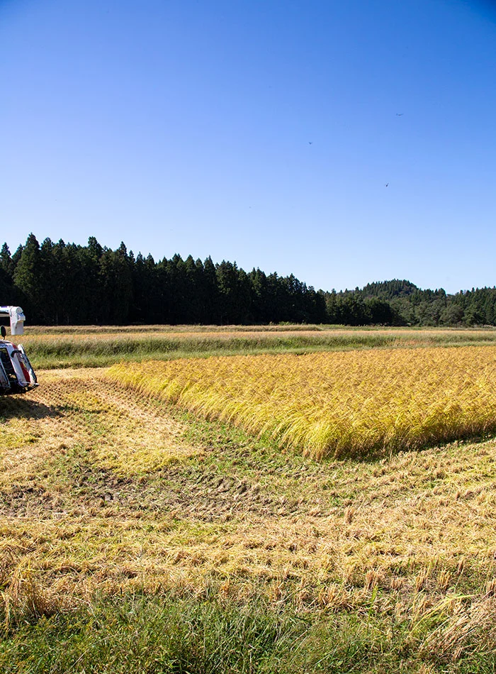 稲刈り