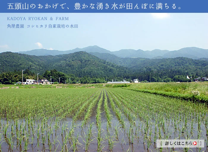 自家栽培のコシヒカリに注ぐ、神の水