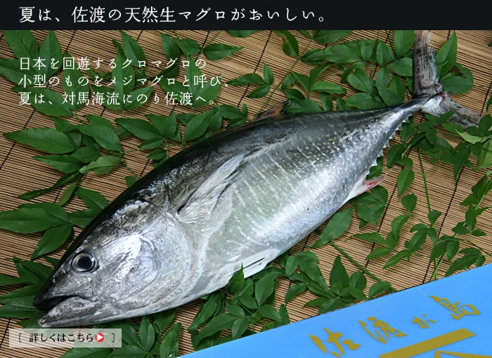 佐渡のクロマグロ