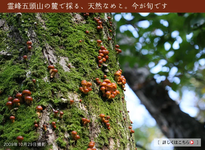 秋の恵み　天然なめこ