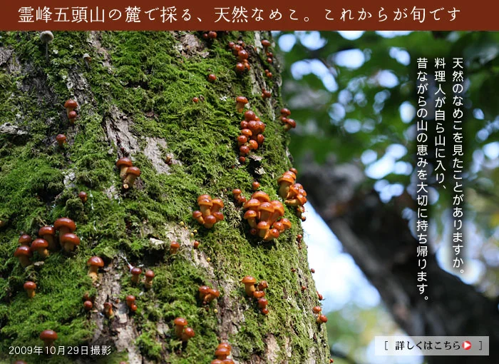 キノコも豊富です