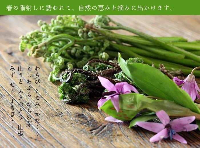 春の恵み 山菜