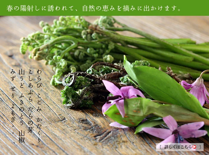 春の恵み 山菜